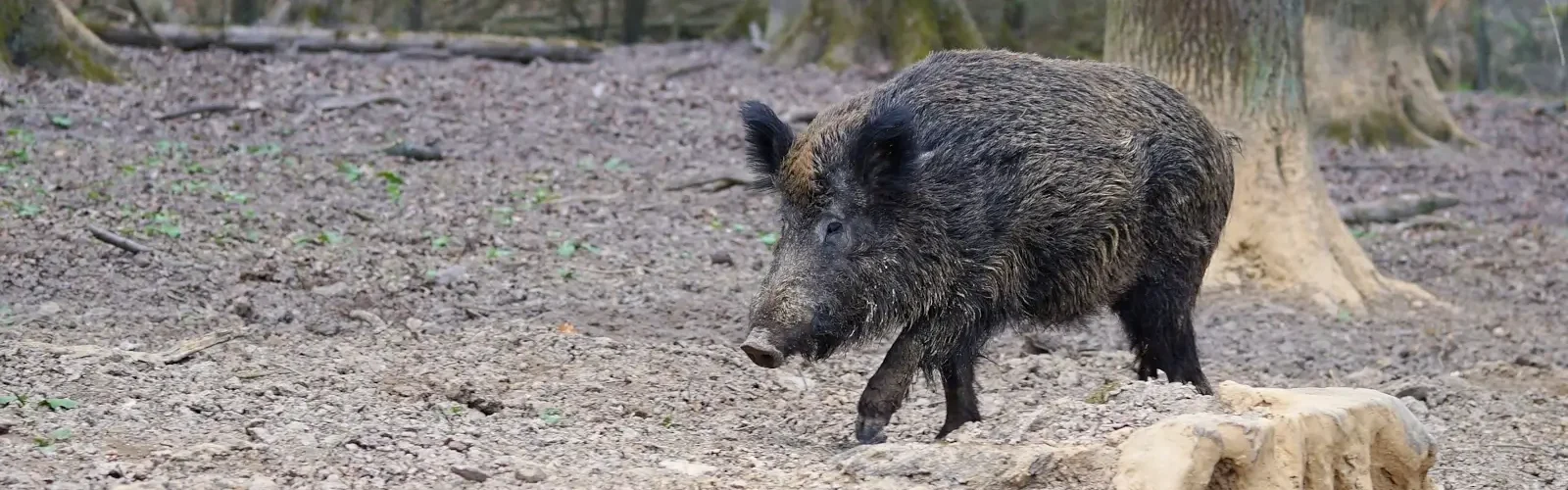 vildsvin