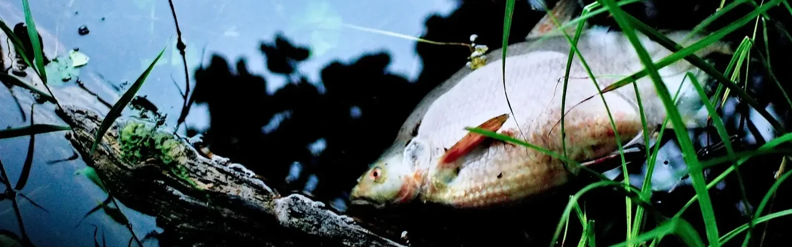 fisk