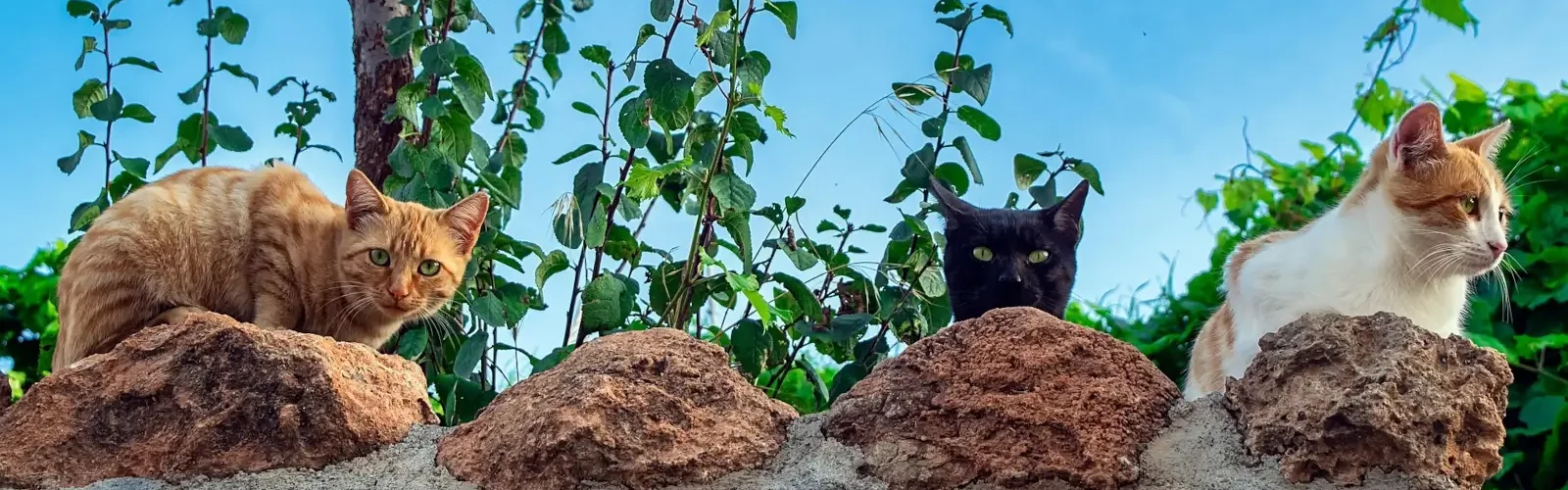 katte