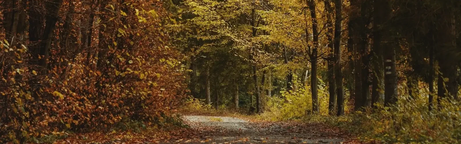 skovsti