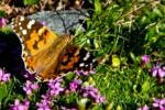tidselsommerfugl