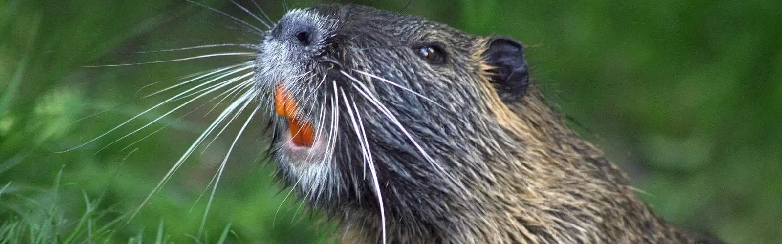 beaver