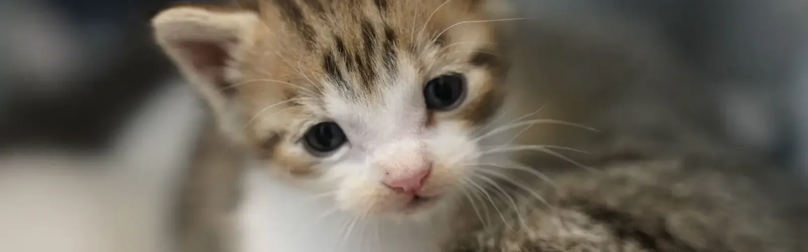 kattekilinger