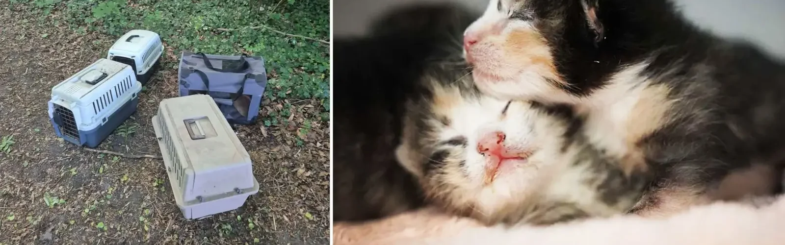 kattekillinger