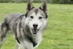 hund