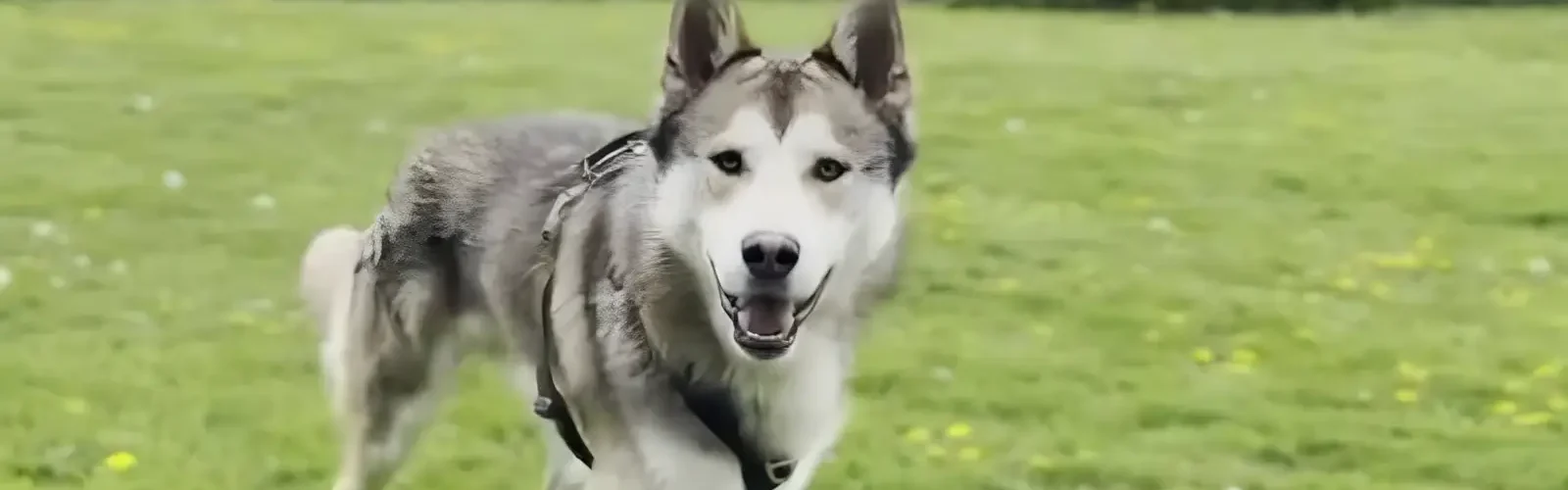 hund