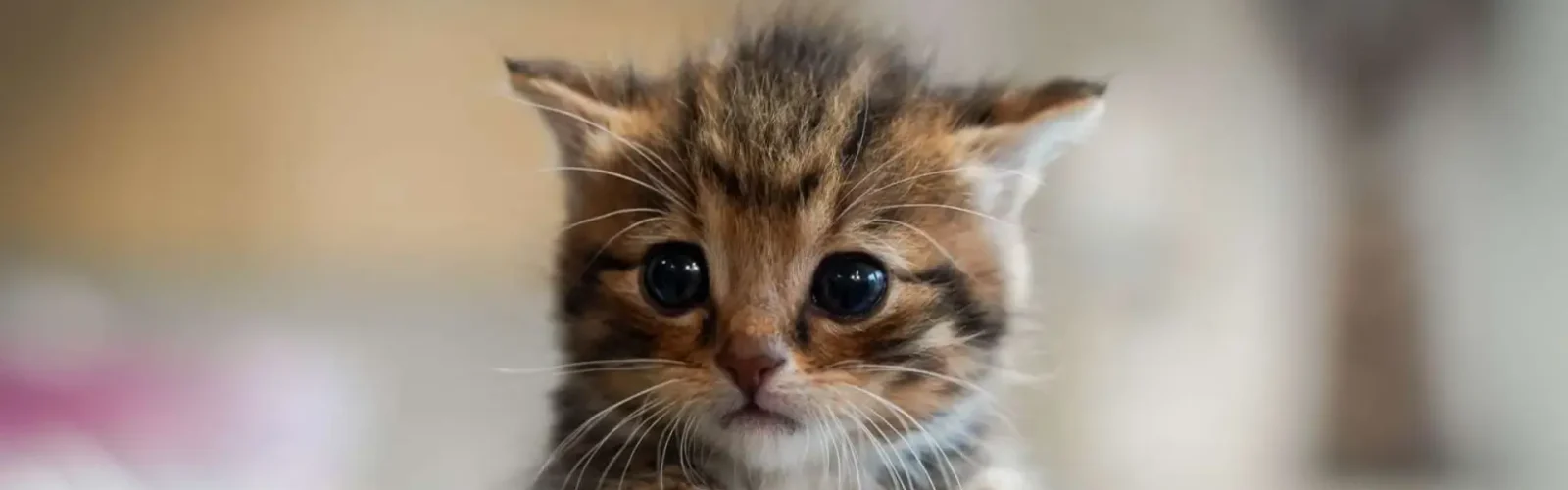 kattekilling