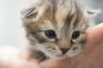kattekillinger
