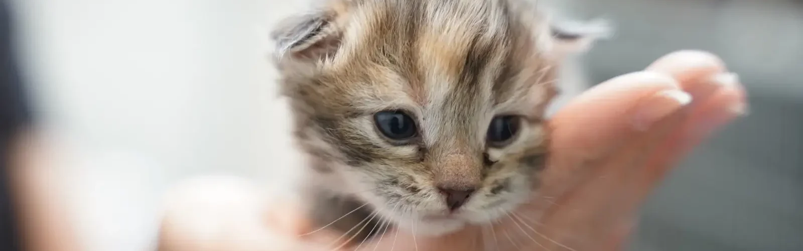 kattekillinger
