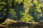 rold skov