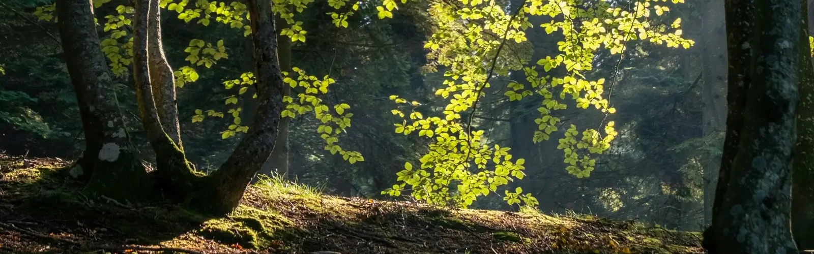 rold skov