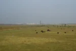 kalvebod