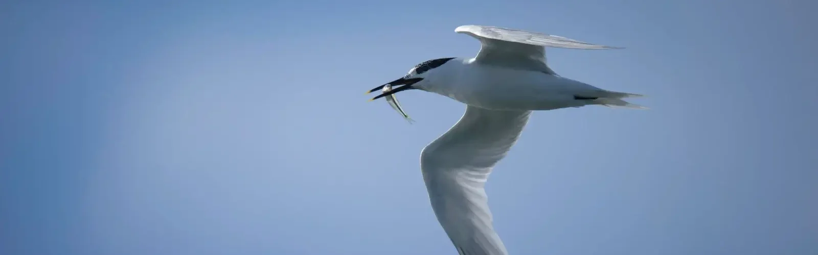 splitterne