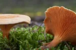 Orangekantarel