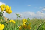 Almindelig-kaellingetand-