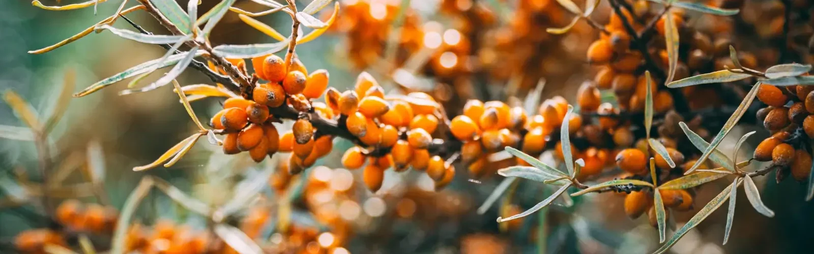havtorn