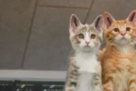 kattekillinger