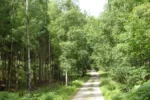 Naturnationalpark-Gribskov