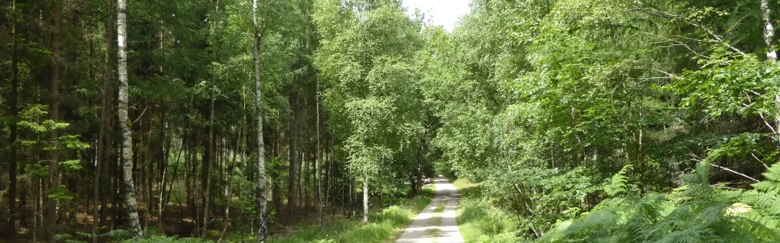 Naturnationalpark-Gribskov