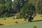 skov