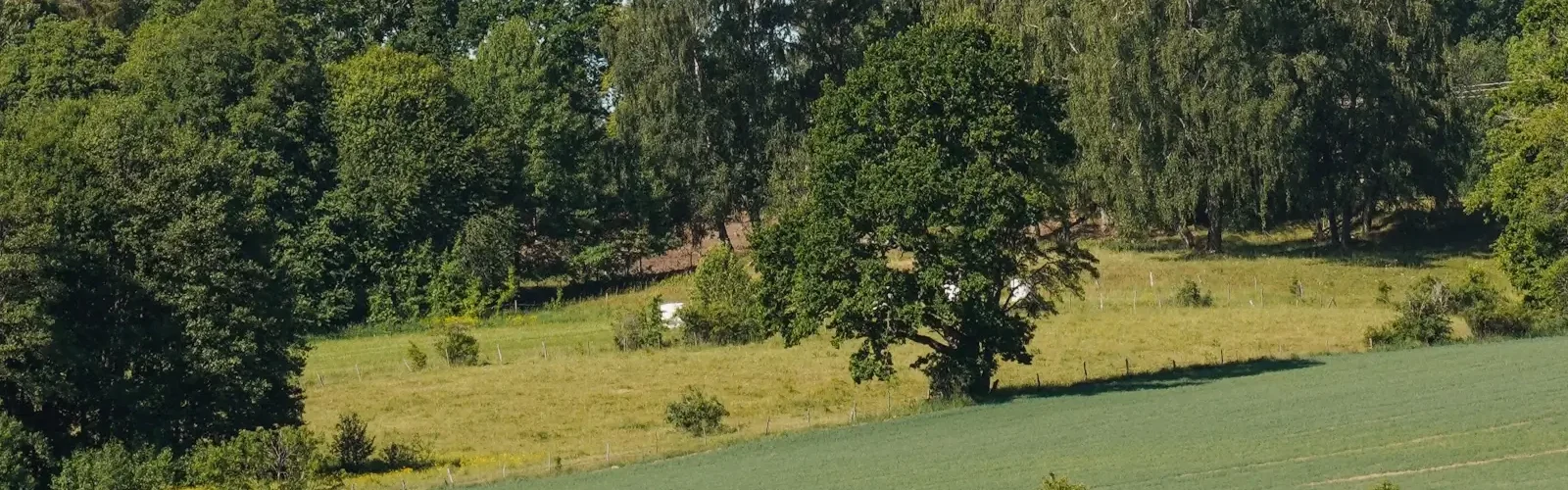 skov