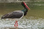 sort stork