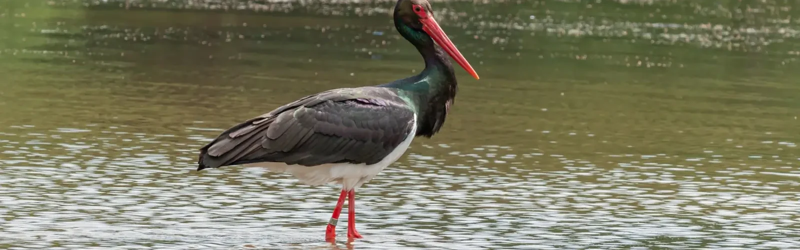 sort stork