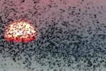 stære