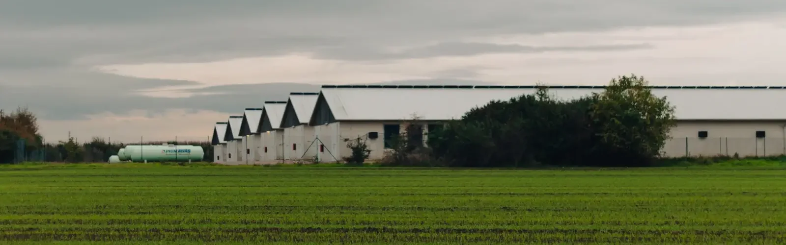 svinefarm