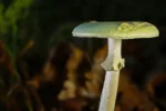 grøn fluesvamp