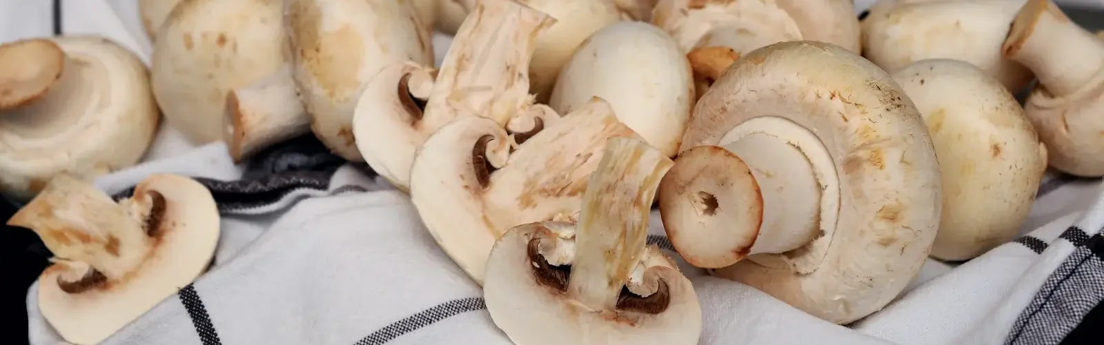 havechampignon