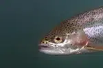 regnbueørred