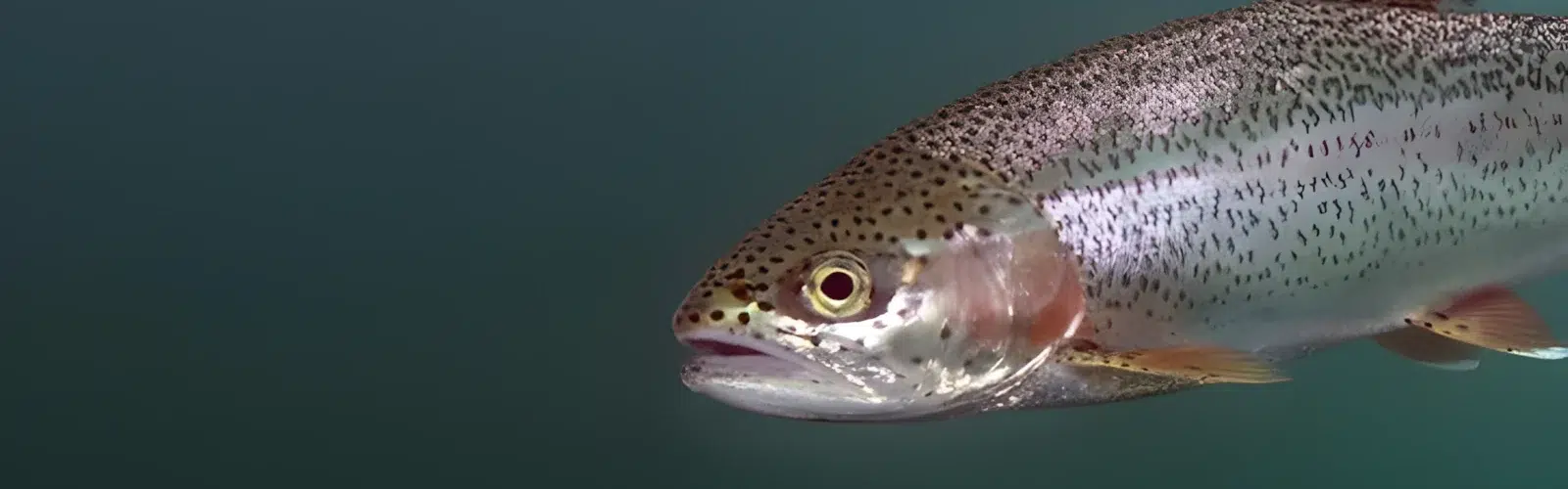 regnbueørred