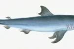 sildehaj