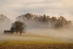 skov