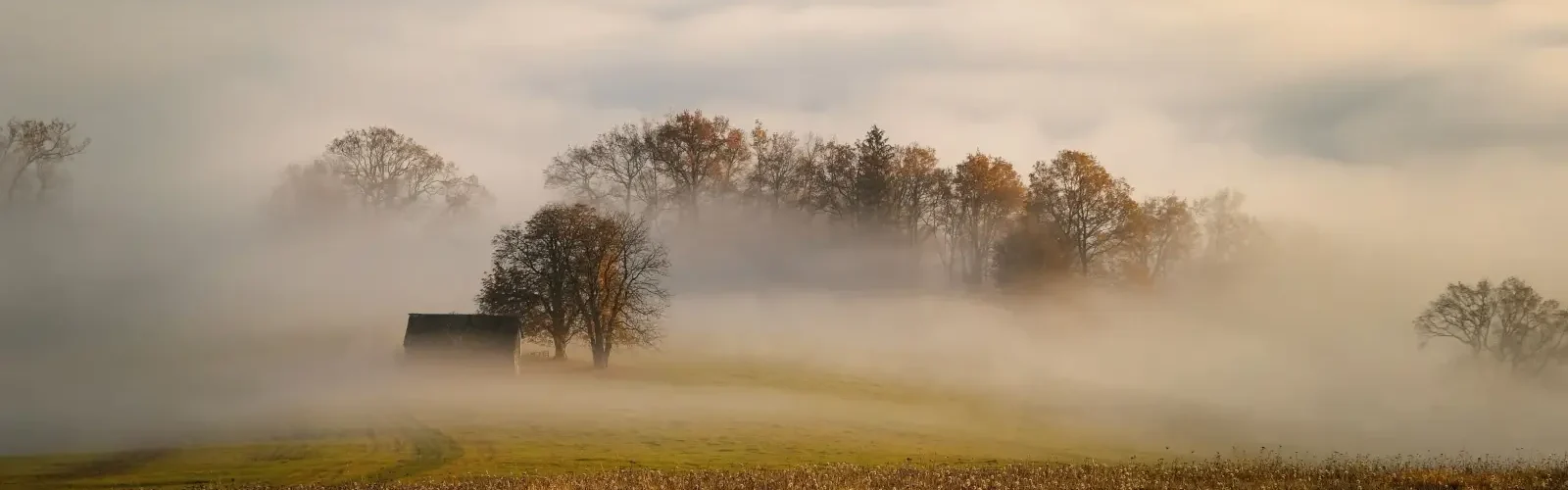 skov